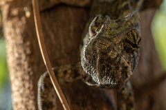 Chamaeleo arabicus