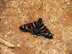 Mimoniades versicolor