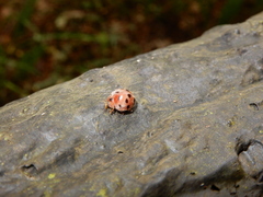 Diekeana admirabilis