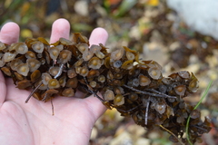 Sargassum