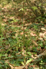 Platanthera chlorantha