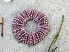 Lytechinus variegatus