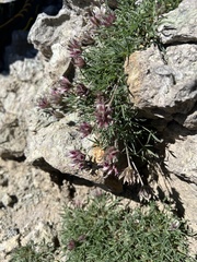 Trifolium dasyphyllum