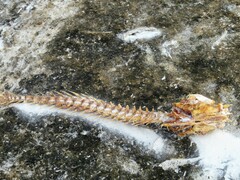 Sciaenidae