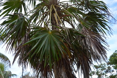 Thrinax radiata