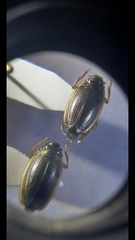 Aulonogyrus concinnus