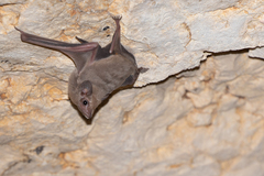 Coleura gallarum