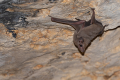 Coleura gallarum