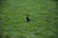 Sturnus vulgaris