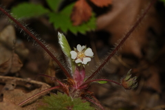 Potentilla micrantha