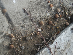 Prunus triloba