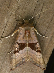 Phlogophora periculosa