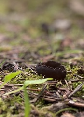 Dissingia leucomelaena