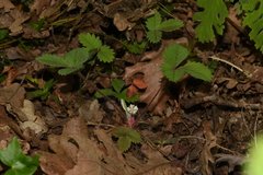 Potentilla micrantha