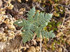 Notholaena standleyi