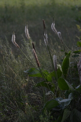 Plantago maxima