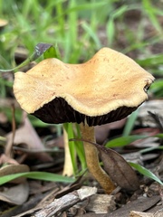 Leratiomyces