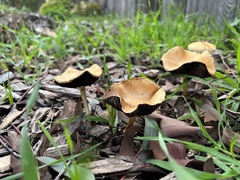 Leratiomyces
