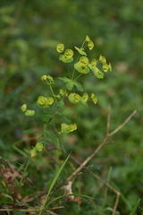 Euphorbia amygdaloides