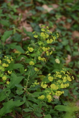 Euphorbia amygdaloides