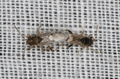 Orsillinae