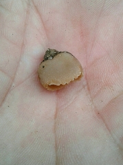 Tarzetta cupularis