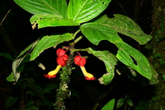 Glossoloma tetragonoides