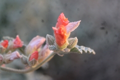 Sphaeralcea ambigua