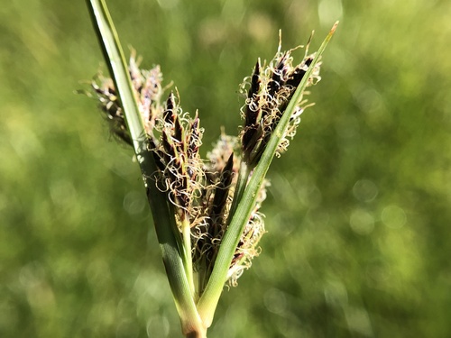 Cyperus rigidifolius