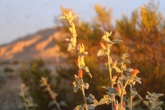 Sphaeralcea ambigua