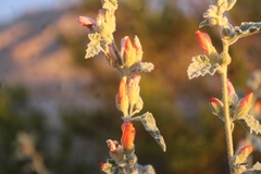 Sphaeralcea ambigua