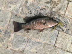 Lutjanus argentimaculatus