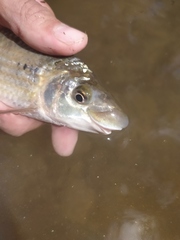 Ichthyoelephas longirostris