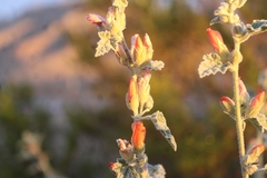 Sphaeralcea ambigua