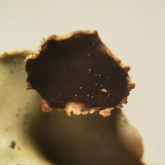 Peltigera horizontalis