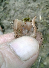 Tarzetta cupularis