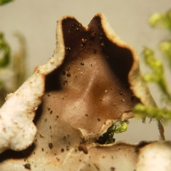 Peltigera horizontalis