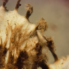 Peltigera horizontalis