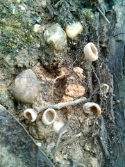 Tarzetta cupularis