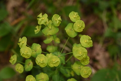 Euphorbia amygdaloides
