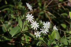 Stellaria pubera