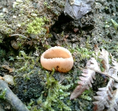 Tarzetta cupularis