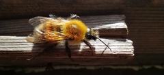Bombus consobrinus