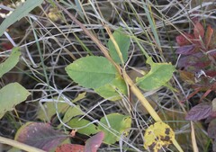 Amelanchier spicata