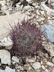 Echinomastus johnsonii