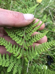 Hypolepis millefolium