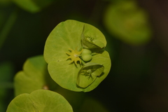 Euphorbia amygdaloides