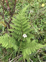 Hypolepis millefolium