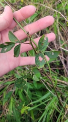 Macroptilium lathyroides