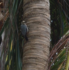 Melanerpes